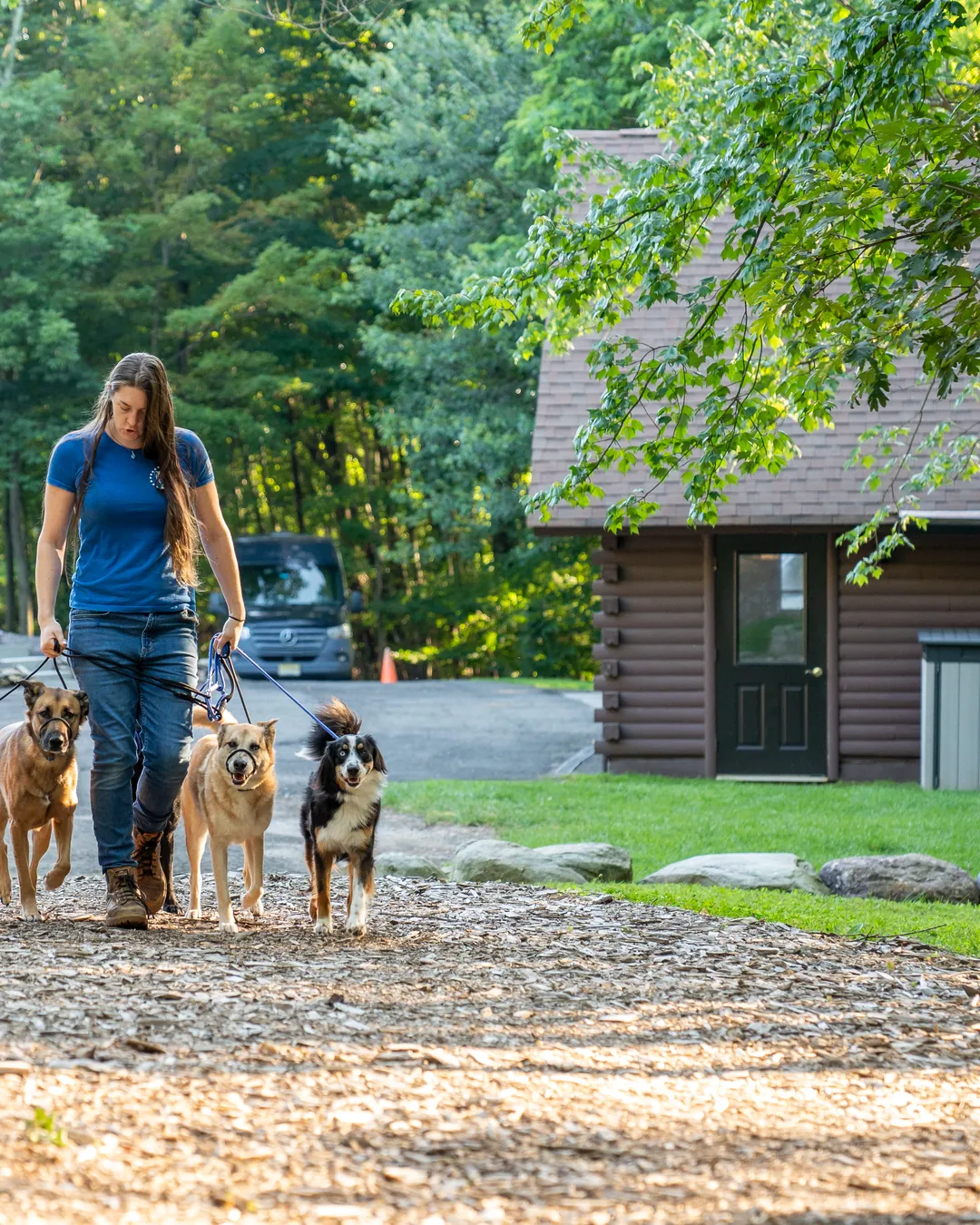 A Pack Leader Dogs trainer walking four dogs on leash along the drive, the lodge behind them.