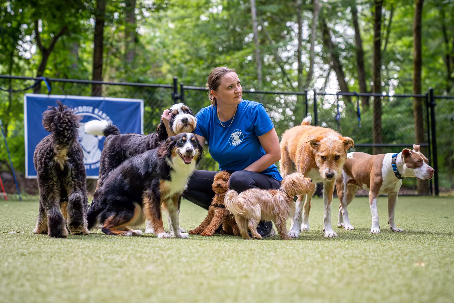 A Pack Leader Dogs trainer kneeling among a group of balanced club dogs