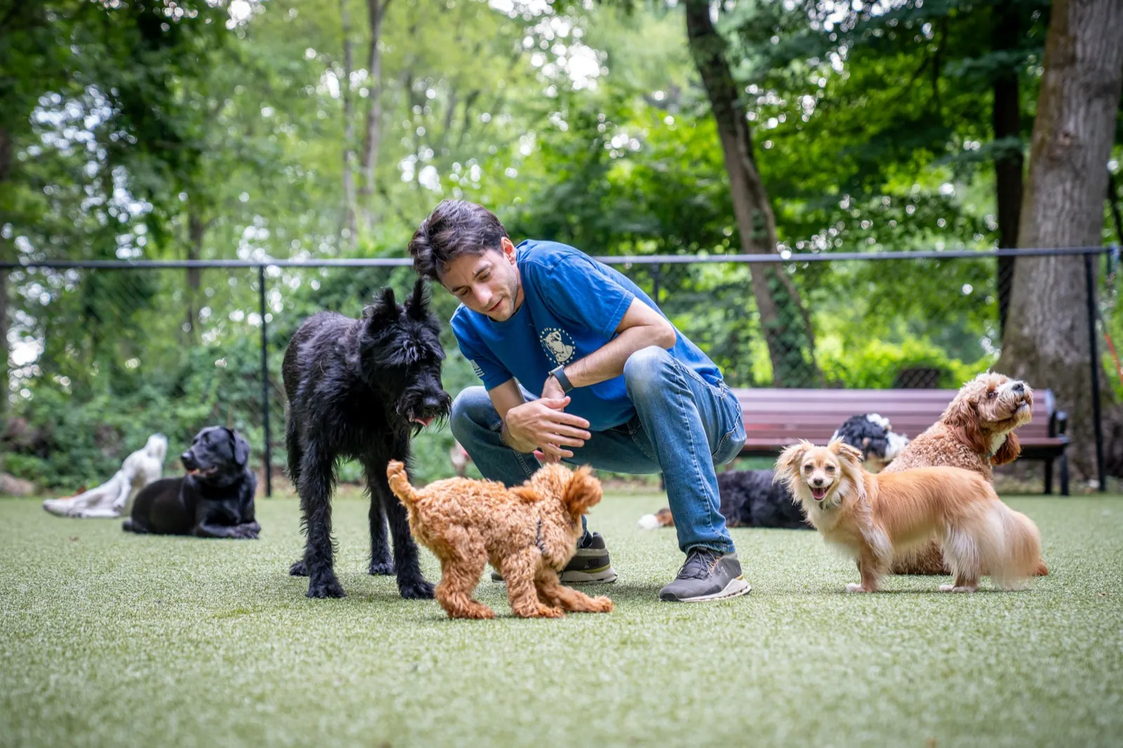 A Pack Leader Dogs trainer crouched on the turf with a cavapoo puppy while calm adult dogs settle around them.