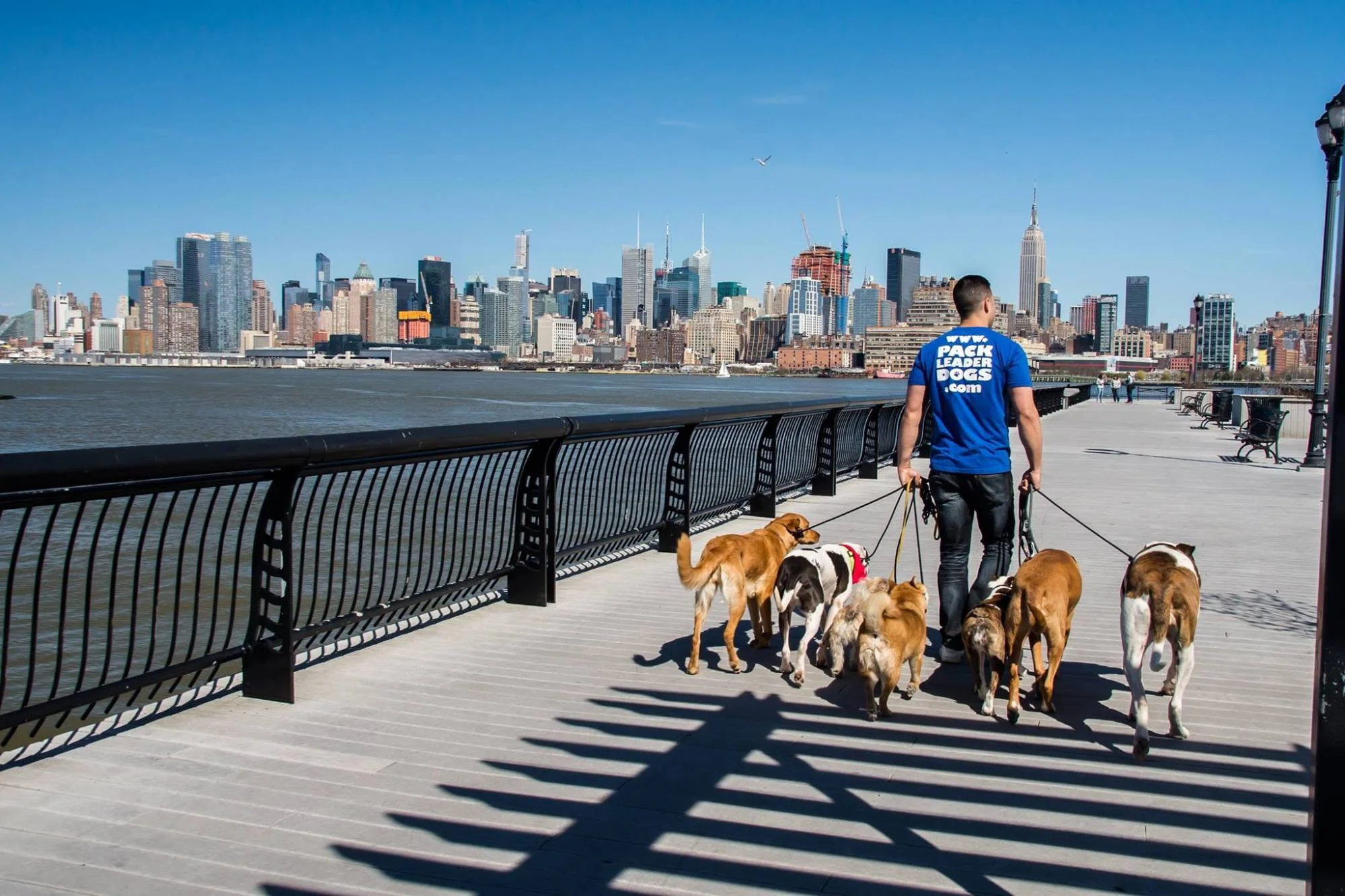 Steve Del Savio walking six dogs along the Hoboken waterfront, the Manhattan skyline across the river.