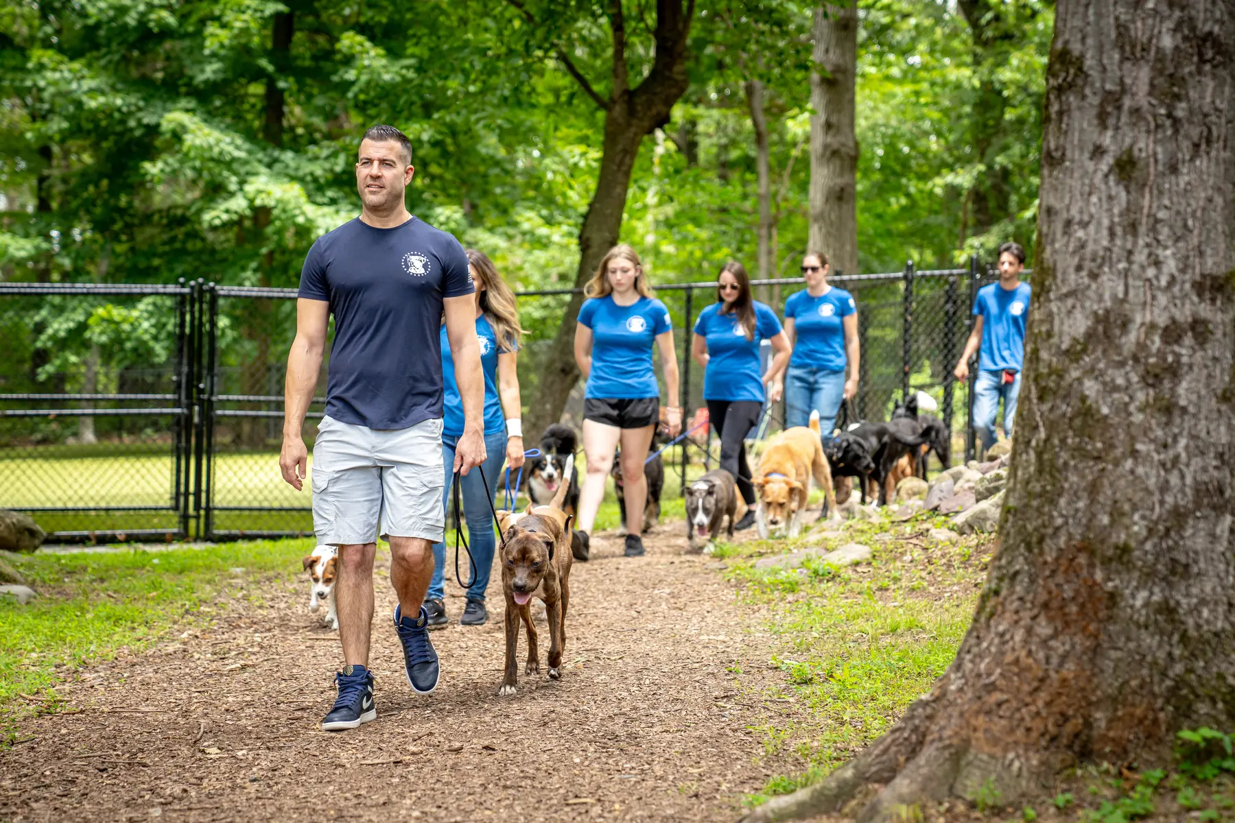 Steve Del Savio walking a brown dog along a wood-chip trail through the trees, the team and the pack following behind.