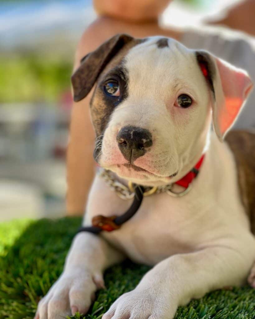 Puppy Training Pack Leader Dogs