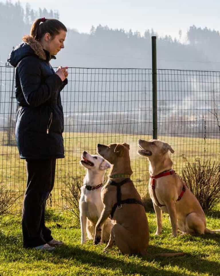 Dog Training Pack Leader Dogs