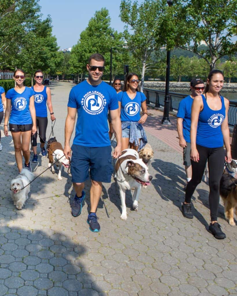 Dog Training Pack Leader Dogs